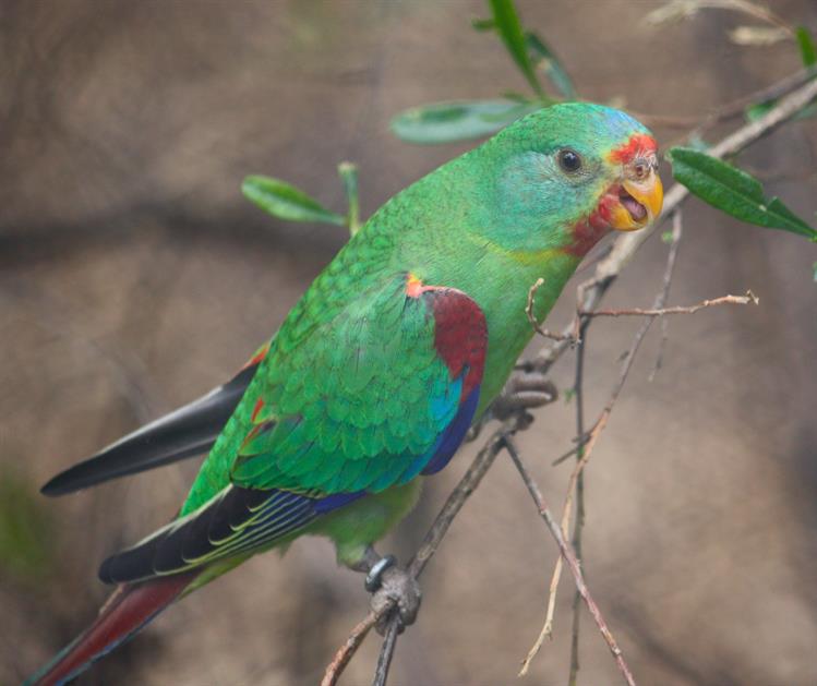 Flickr_Swift Parrot_heatherw
